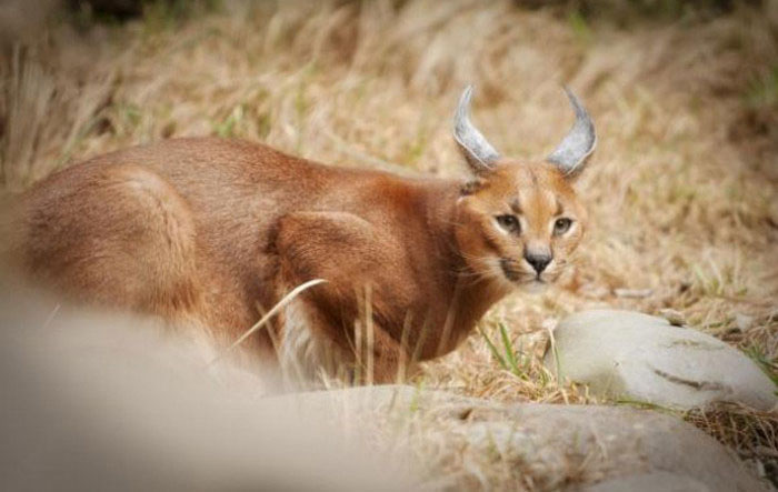 young baby caracal kittens