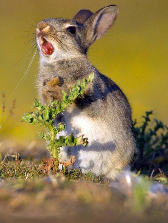 rabbit eating a plant