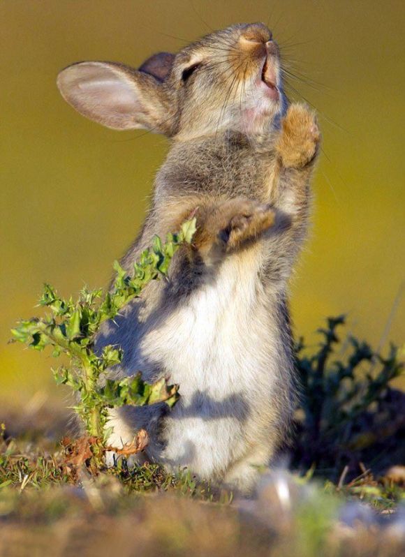rabbit eating a plant