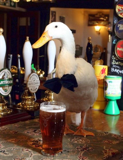 duck drinks a beer