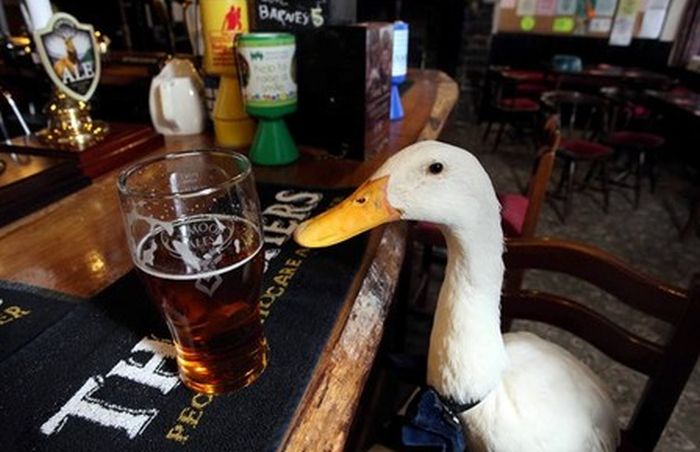 duck drinks a beer
