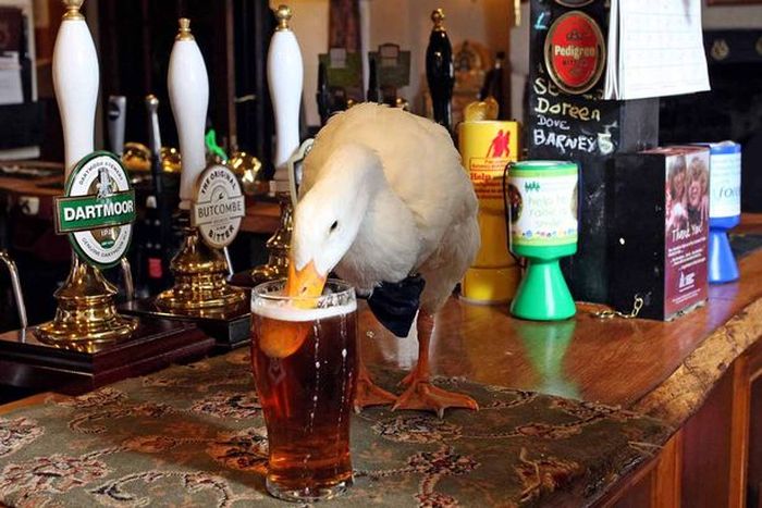 duck drinks a beer