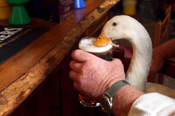 duck drinks a beer