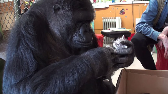 gorilla with kittens