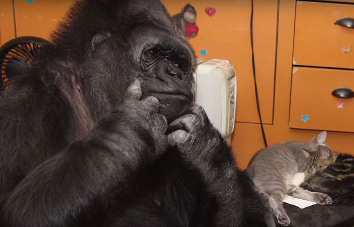 gorilla with kittens