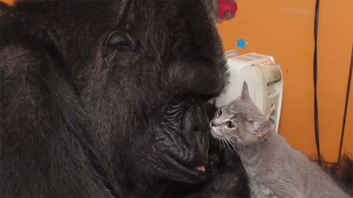 gorilla with kittens