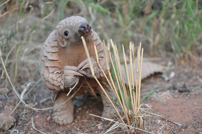 cute baby pet animal