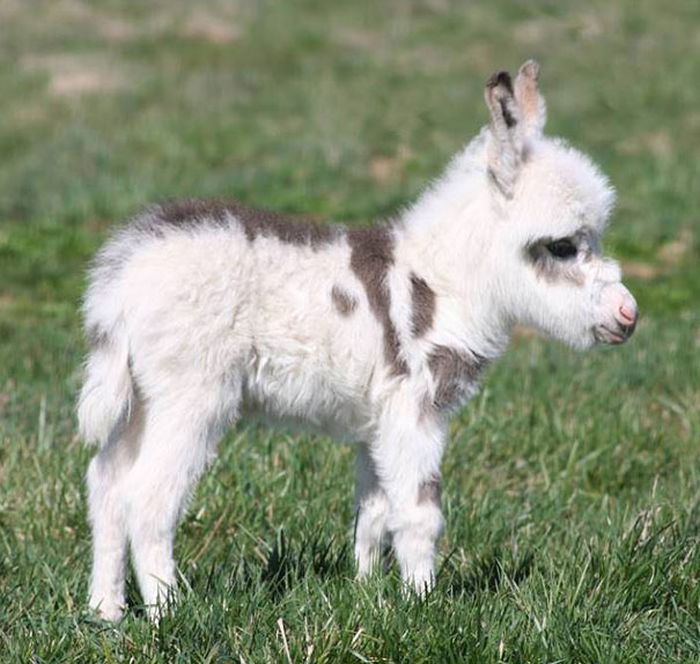 cute baby pet animal