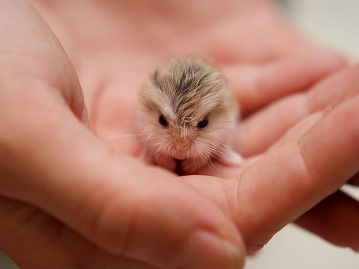 cute baby pet animal