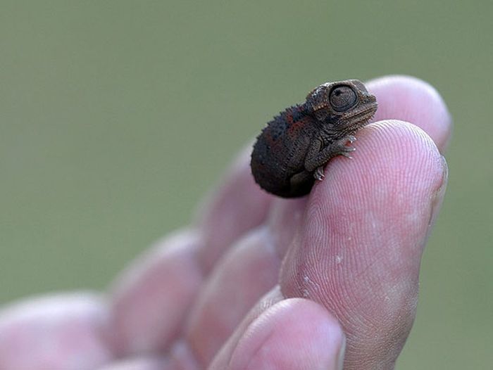 cute baby pet animal