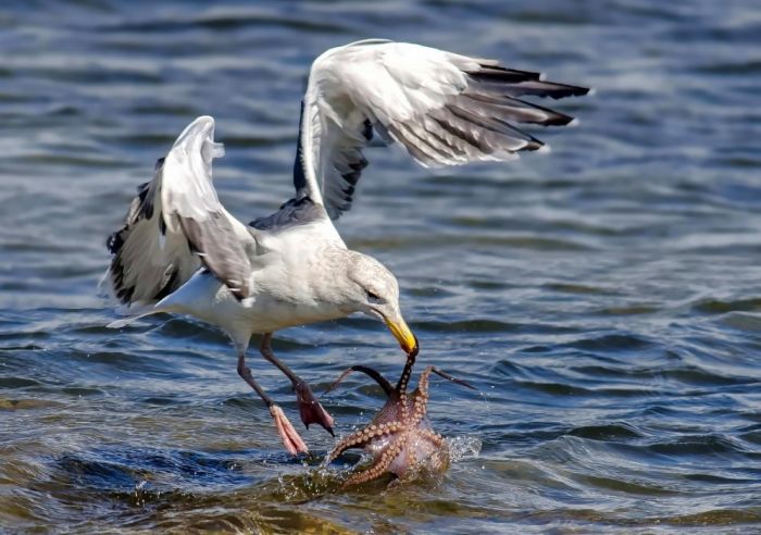 seagull hunting an octopus