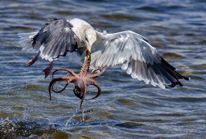 seagull hunting an octopus