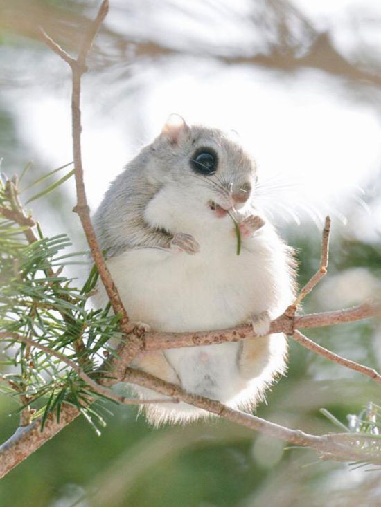 flying squirrel