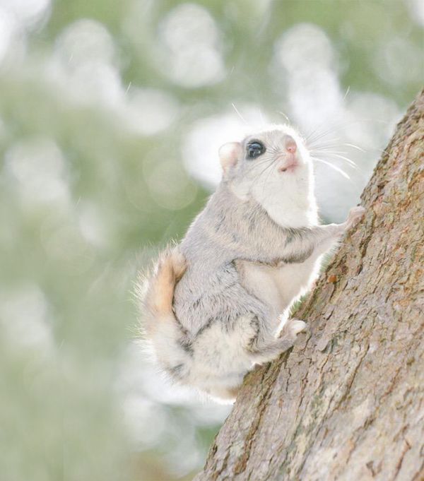 flying squirrel