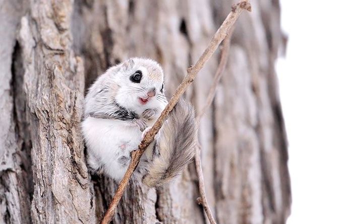 flying squirrel