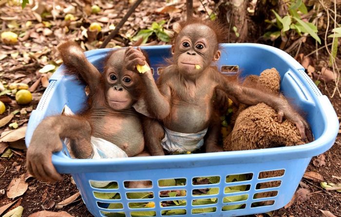 baby orangutans