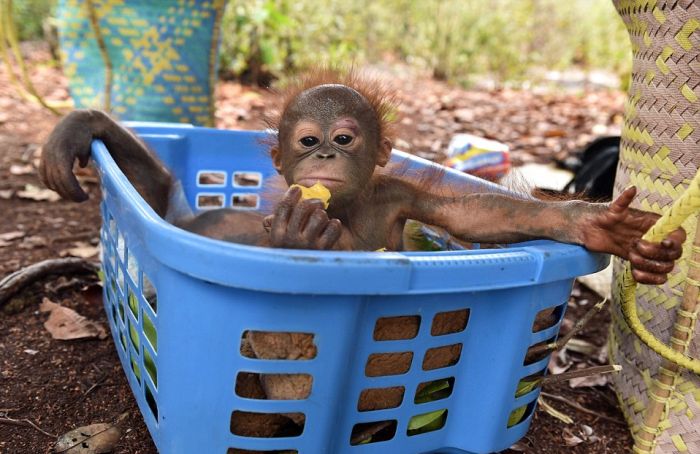 baby orangutans