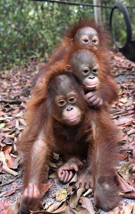 baby orangutans