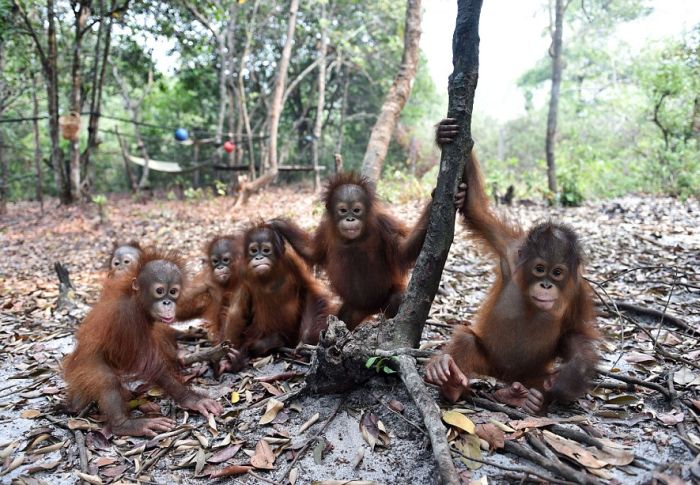 baby orangutans