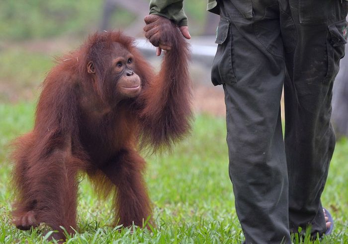 baby orangutans