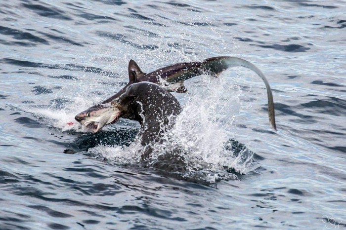 sea lion against a shark