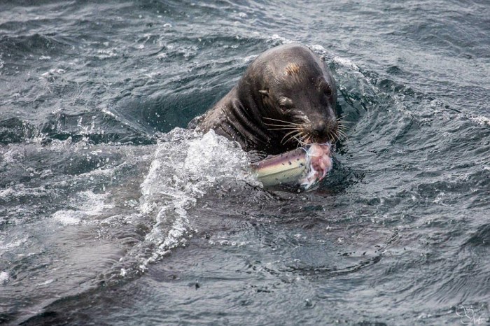 sea lion against a shark