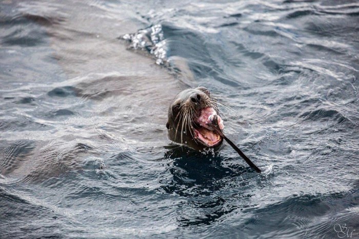 sea lion against a shark