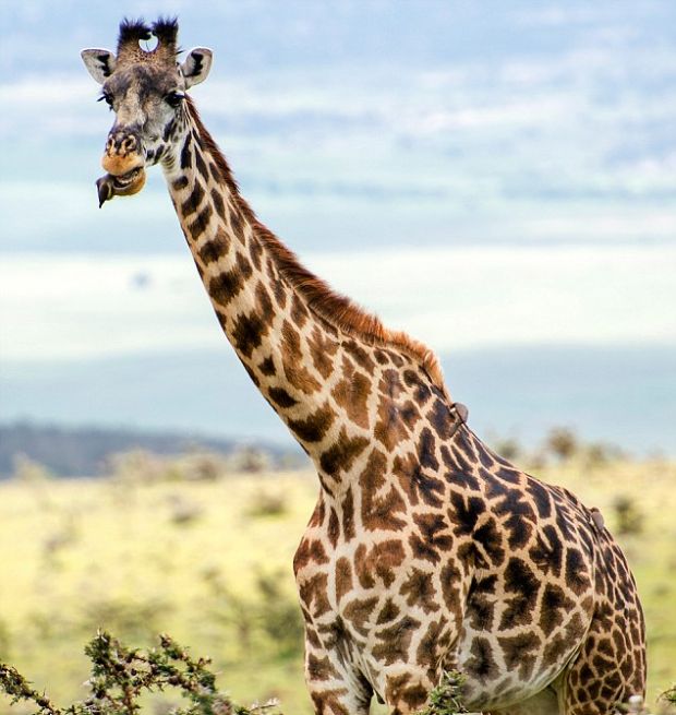 red-billed oxpecker with a giraffe