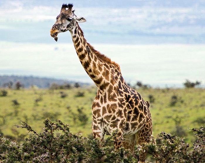 red-billed oxpecker with a giraffe