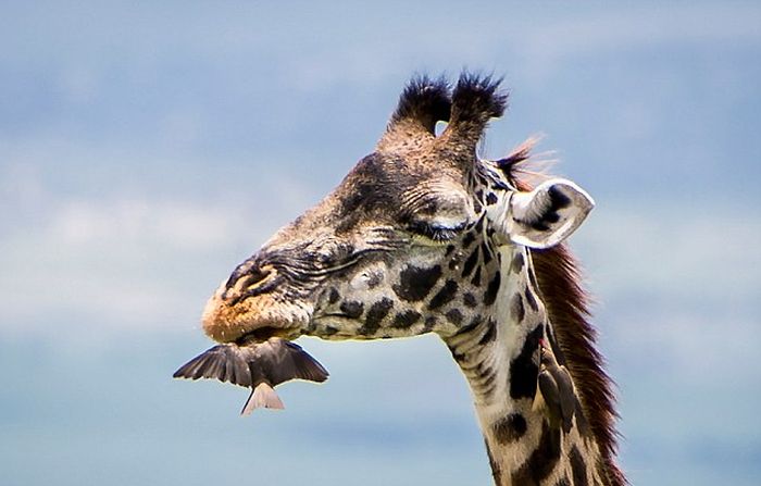 red-billed oxpecker with a giraffe