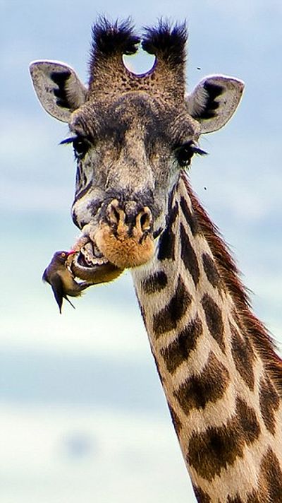 red-billed oxpecker with a giraffe