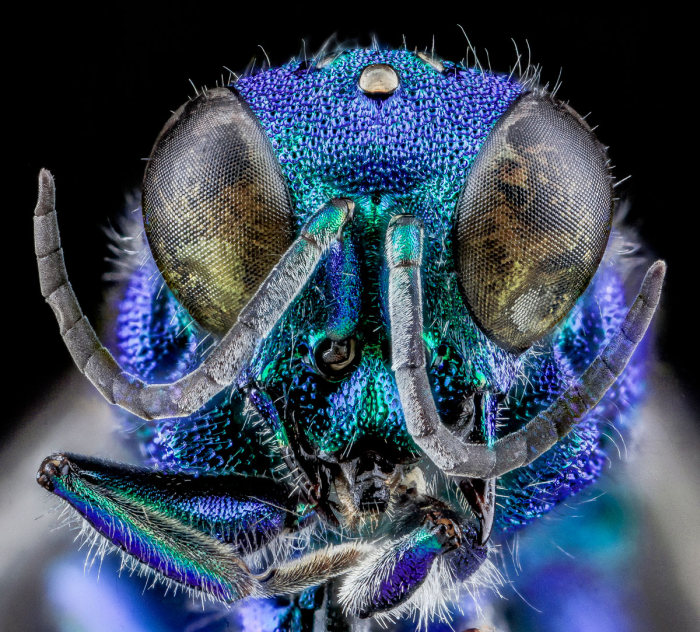 insect macro photography