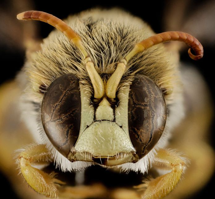 insect macro photography