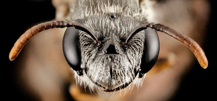 insect macro photography