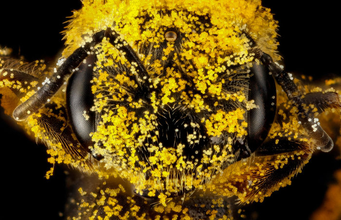 insect macro photography