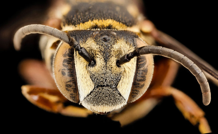 insect macro photography