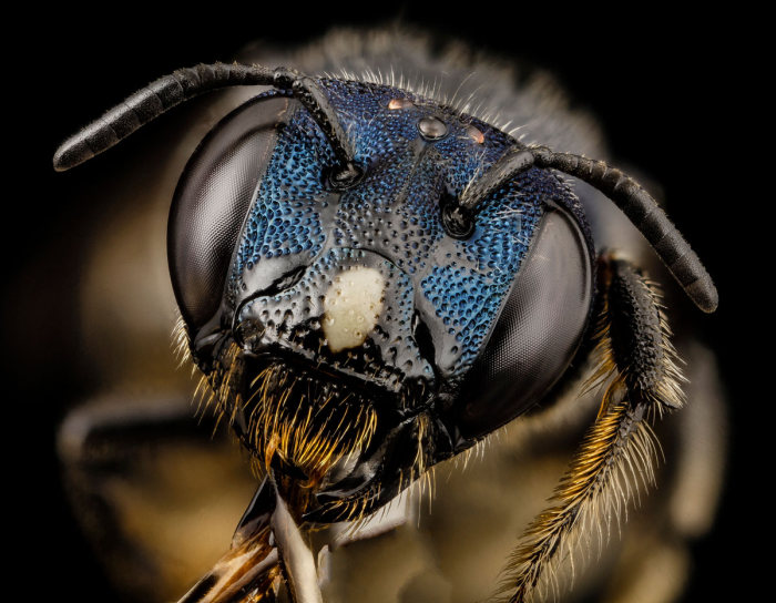 insect macro photography