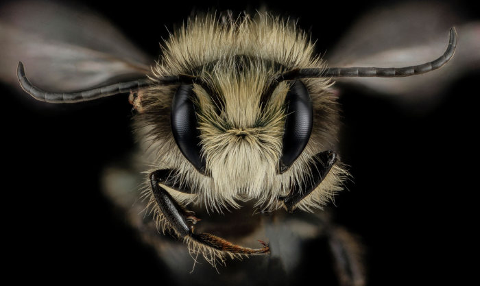 insect macro photography