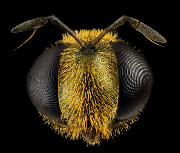 insect macro photography