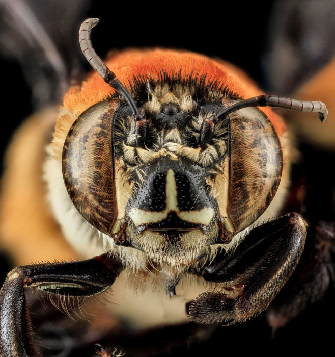 insect macro photography