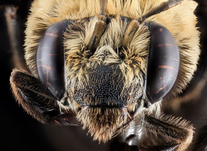 insect macro photography