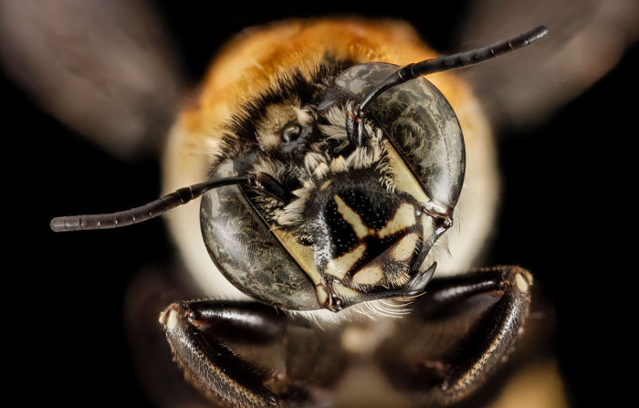 insect macro photography