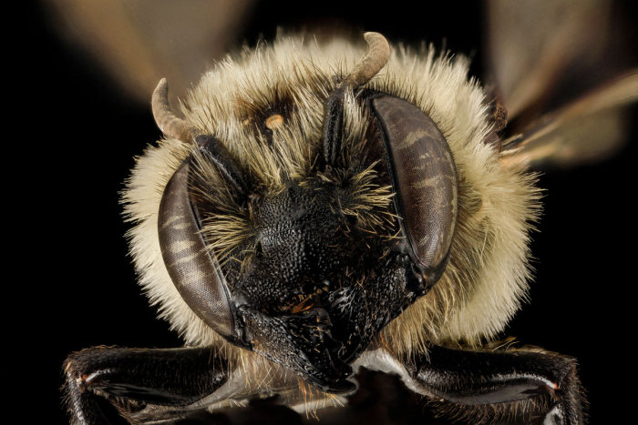 insect macro photography