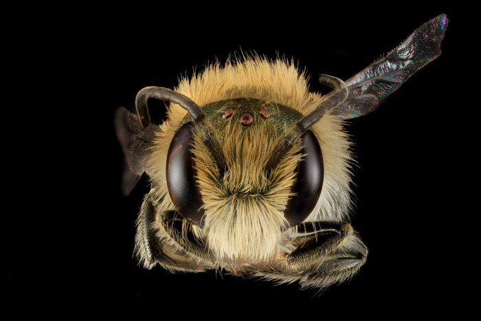 insect macro photography