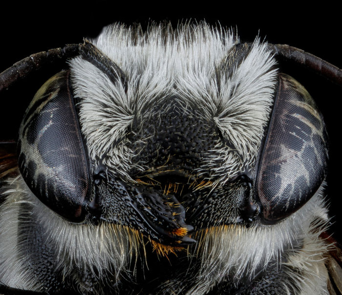 insect macro photography