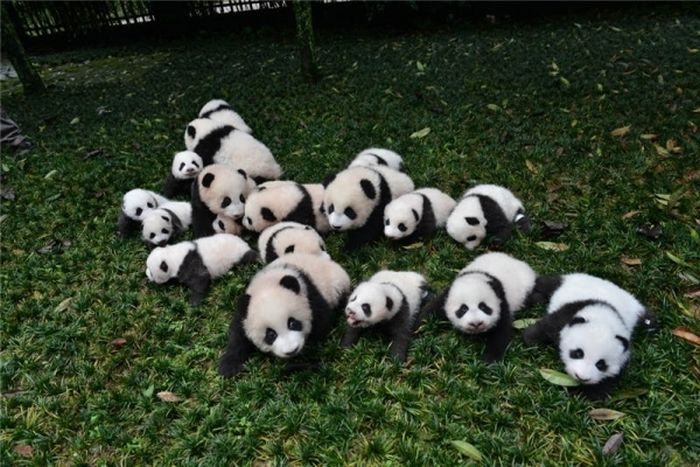 Giant Panda Breeding, Chengdu Research Base, Chengdu, Sichuan, China