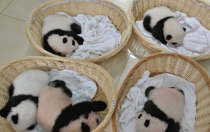 Giant Panda Breeding, Chengdu Research Base, Chengdu, Sichuan, China