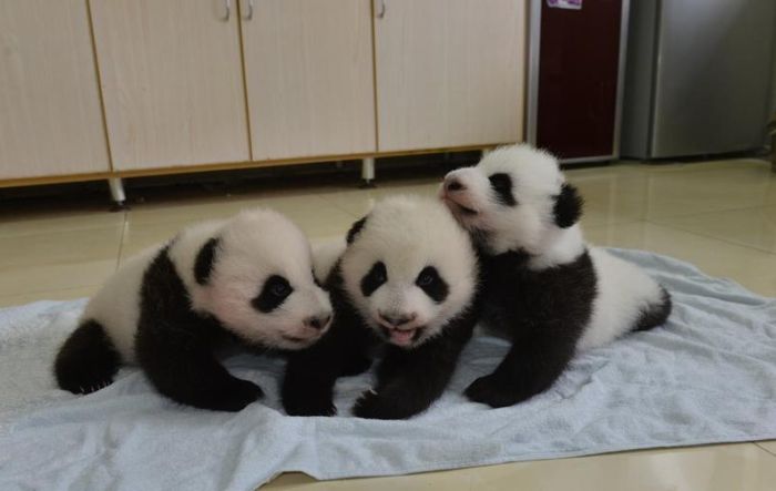 Giant Panda Breeding, Chengdu Research Base, Chengdu, Sichuan, China