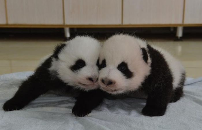 Giant Panda Breeding, Chengdu Research Base, Chengdu, Sichuan, China