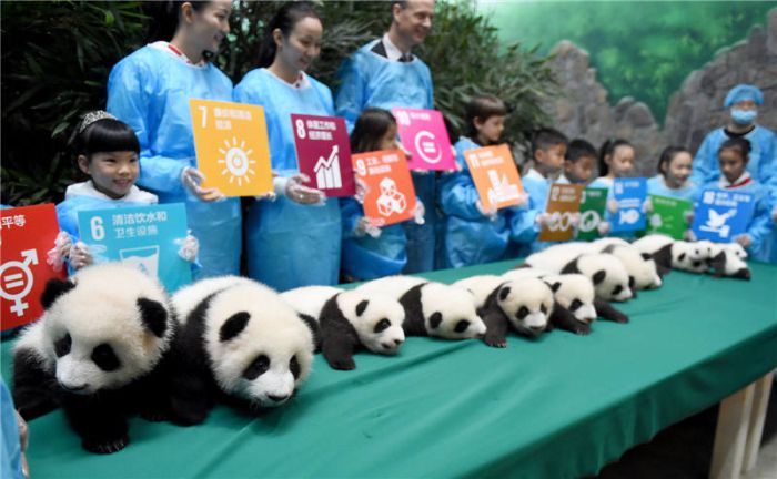 Giant Panda Breeding, Chengdu Research Base, Chengdu, Sichuan, China